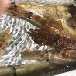 寿裕 （YOSHIHIRO） 釣果