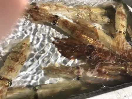 寿裕 （YOSHIHIRO） 釣果