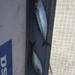 シーモンキー 釣果