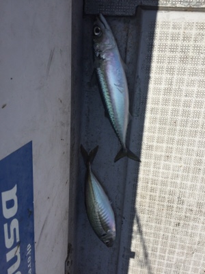 シーモンキー 釣果