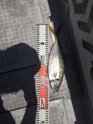 シーモンキー 釣果