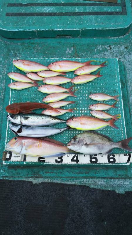 清和丸 釣果