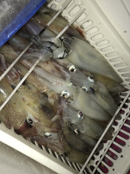 寿裕 （YOSHIHIRO） 釣果