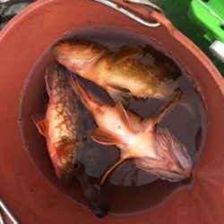 シーモンキー 釣果