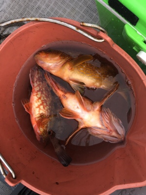 シーモンキー 釣果