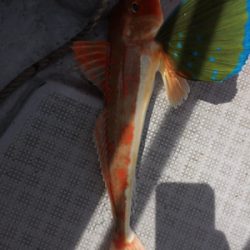 シーモンキー 釣果