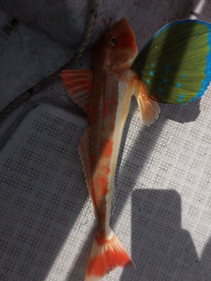 シーモンキー 釣果