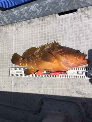 シーモンキー 釣果