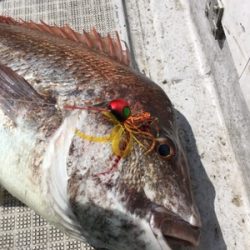 シーモンキー 釣果