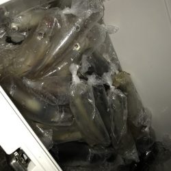 寿裕 （YOSHIHIRO） 釣果