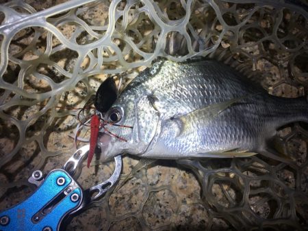 淀川ブリームゲーム前編　nadarチニングモニター投稿