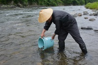 秩父フライフィールド 釣果