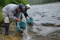 秩父フライフィールド 釣果