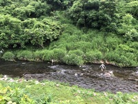 秩父フライフィールド 釣果