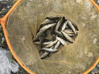 秩父フライフィールド 釣果