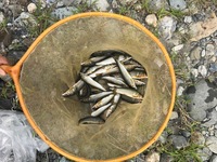 秩父フライフィールド 釣果