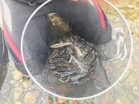 秩父フライフィールド 釣果