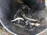 秩父フライフィールド 釣果