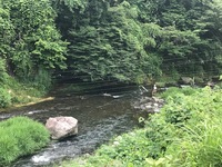 秩父フライフィールド 釣果