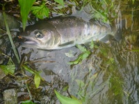 秩父フライフィールド 釣果