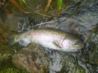 秩父フライフィールド 釣果