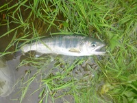 秩父フライフィールド 釣果