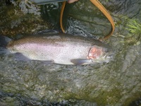 秩父フライフィールド 釣果