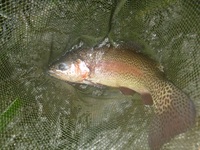 秩父フライフィールド 釣果