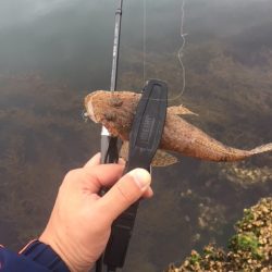 メタルジャッカーSJの三日間釣果　LUMICAスロージギング モニター投稿