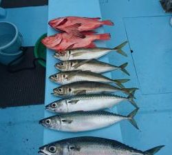 はじめ丸 釣果