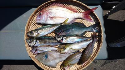はじめ丸 釣果
