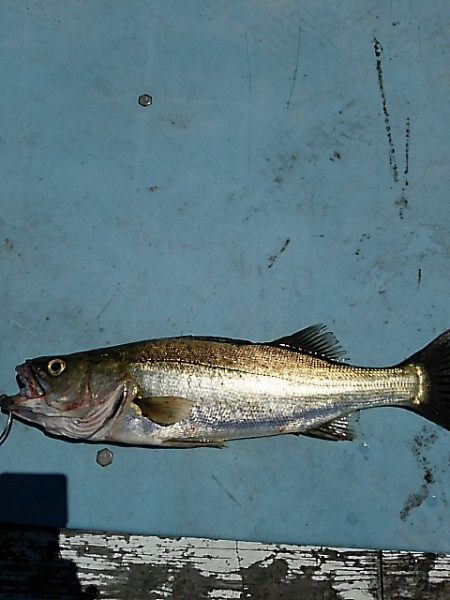 KO-SHIN丸 釣果