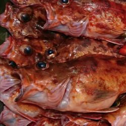 遊漁船 家入 釣果