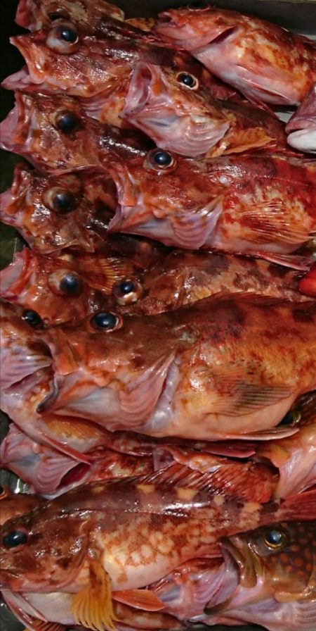 遊漁船　家入 釣果