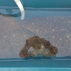 小樽港遊漁船SHAKE 釣果