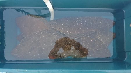 小樽港遊漁船SHAKE 釣果