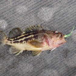 小樽港遊漁船ＳＨＡＫＥ 釣果