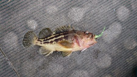 小樽港遊漁船ＳＨＡＫＥ 釣果