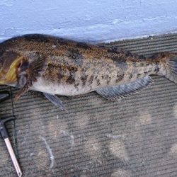 小樽港遊漁船ＳＨＡＫＥ 釣果