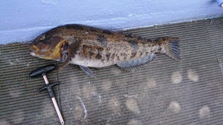 小樽港遊漁船ＳＨＡＫＥ 釣果