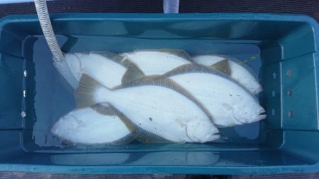 小樽港遊漁船ＳＨＡＫＥ 釣果