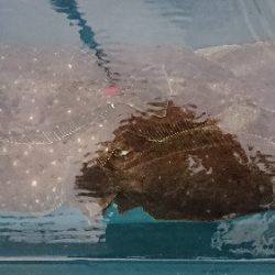 小樽港遊漁船ＳＨＡＫＥ 釣果