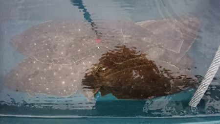 小樽港遊漁船ＳＨＡＫＥ 釣果