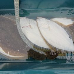 小樽港遊漁船ＳＨＡＫＥ 釣果