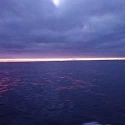 小樽港遊漁船SHAKE 釣果