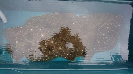 小樽港遊漁船SHAKE 釣果