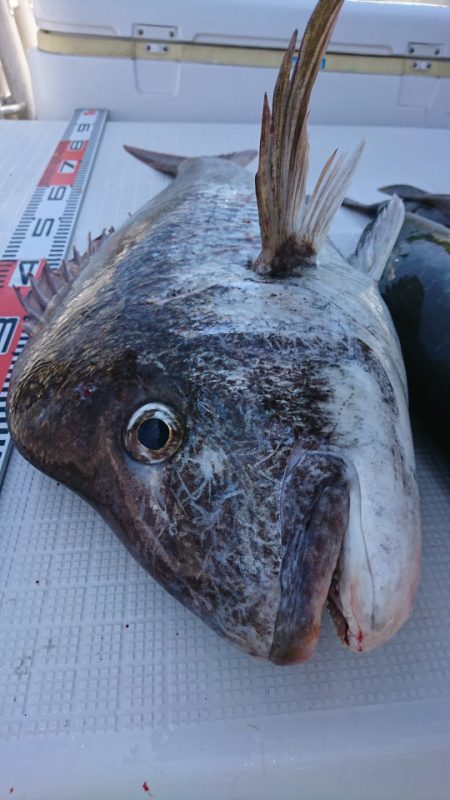 遊漁船 家入 釣果