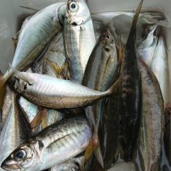 金沢八景鴨下丸 釣果