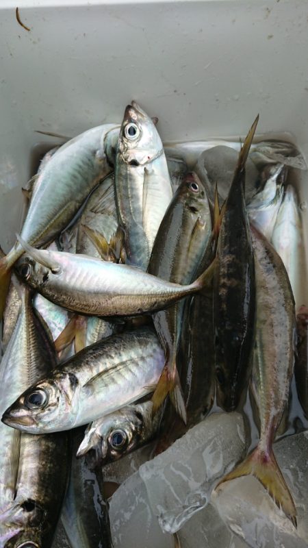 金沢八景鴨下丸 釣果