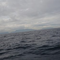 金沢八景鴨下丸 釣果